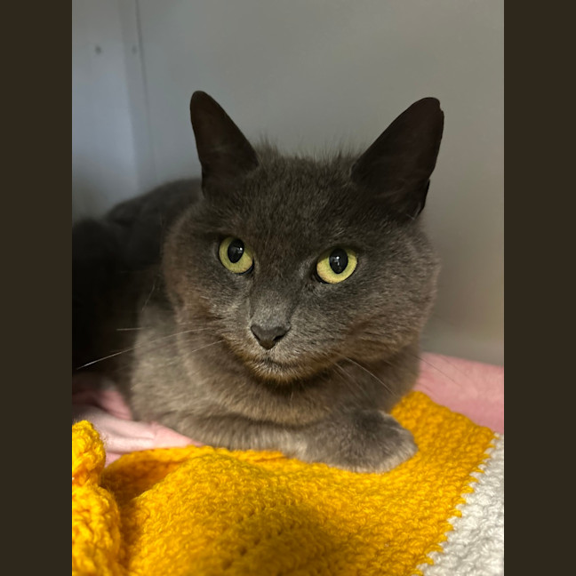 Photo of Kali