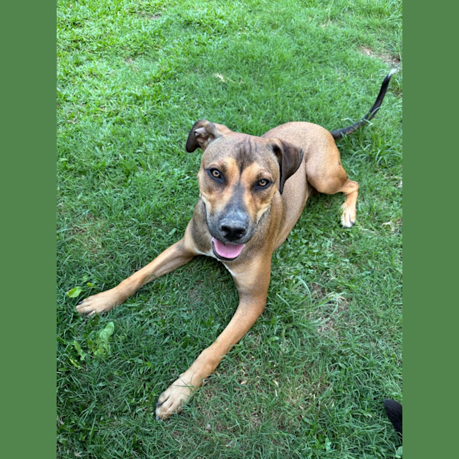 Photo of Buddy