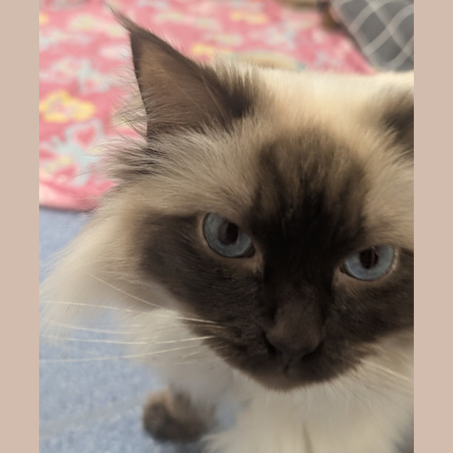 Photo of Gin Fizz (Catalina)
