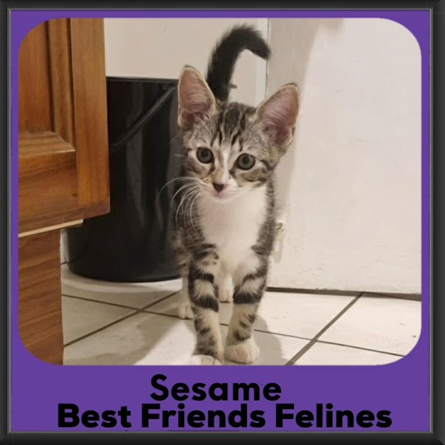 Photo of Sesame