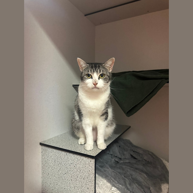 Photo of Mango