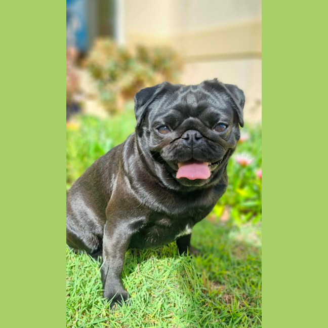 Photo of Lulu 