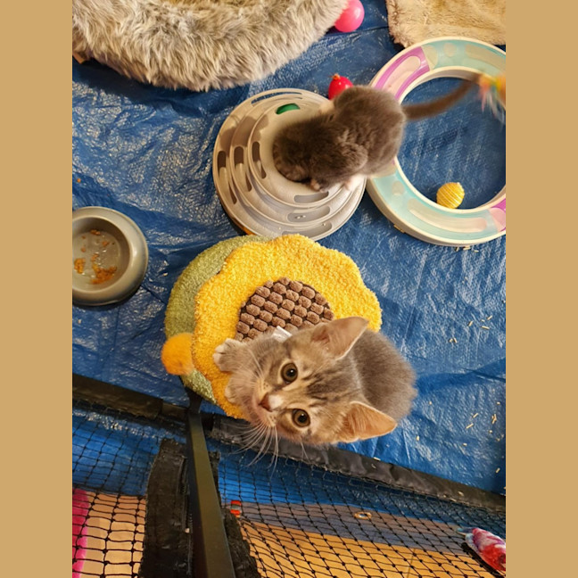 Photo of Primrose ** 2nd Chance Cát Rescue**