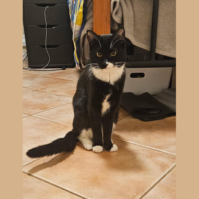 Photo of Jhito (Mochi)