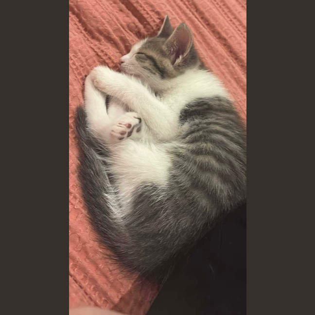 Photo of Toby (Short For Dweezlewamba)