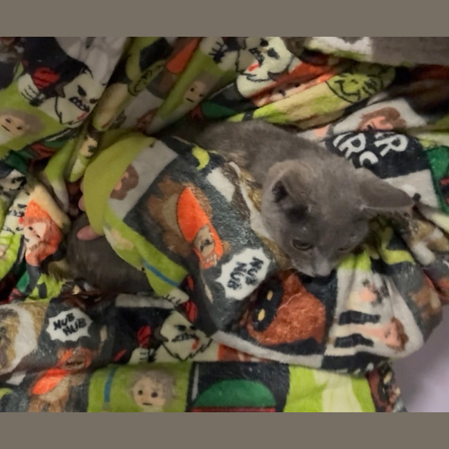 Photo of Nathema **2nd Chance Cat Rescue**