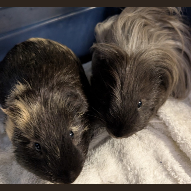 Photo of Ping & Pong