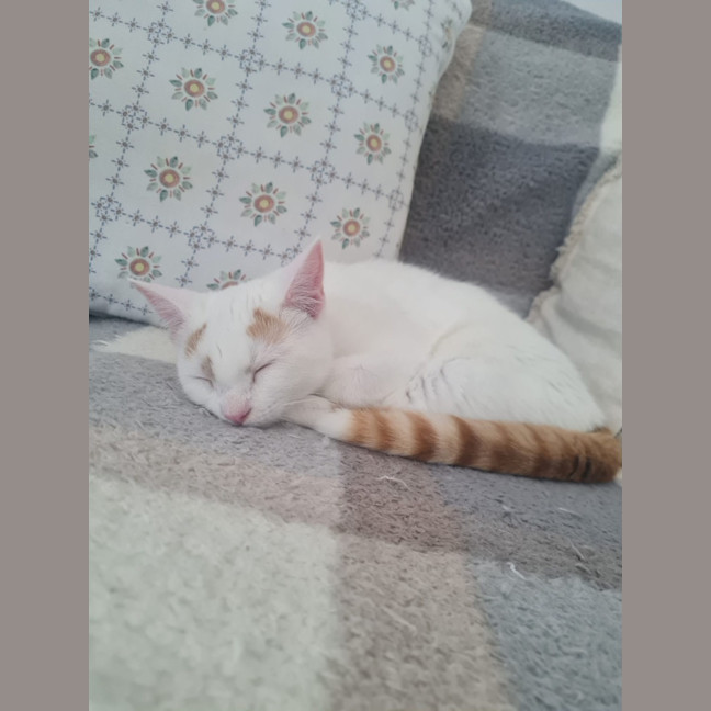 Photo of Pheonix 