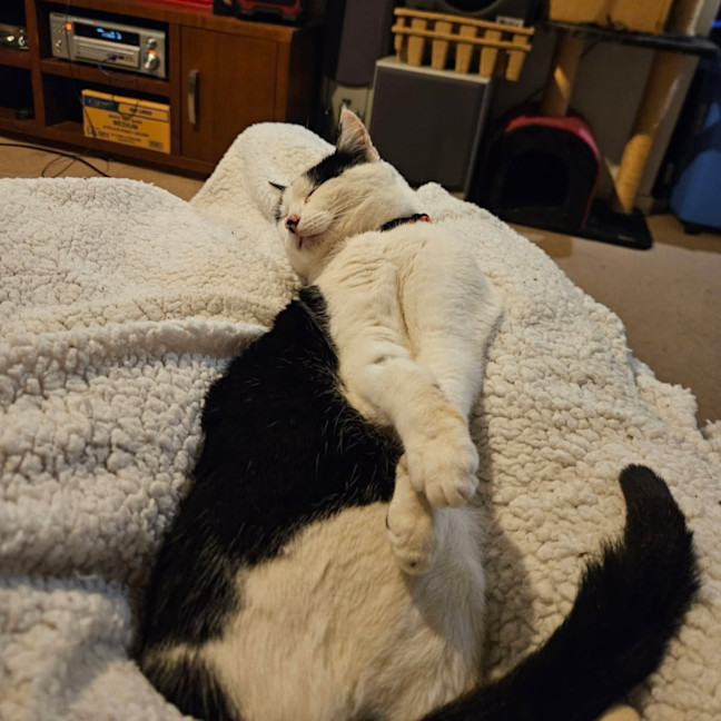 Photo of Purrdy