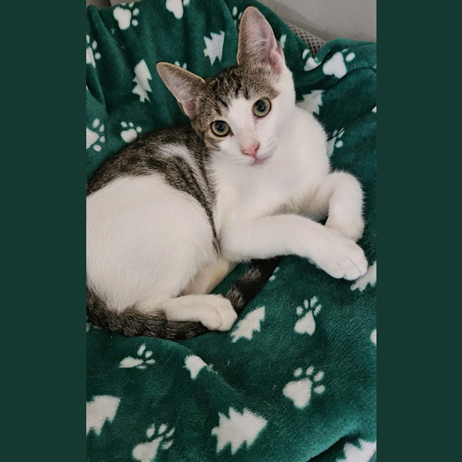 Photo of Whiskey * 9 Lives Project Rescue*