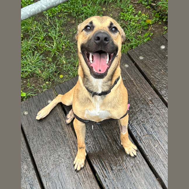 Photo of Peanut