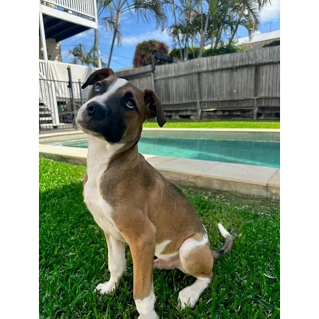 Photo of Guinness *$350 Adoption Fee*