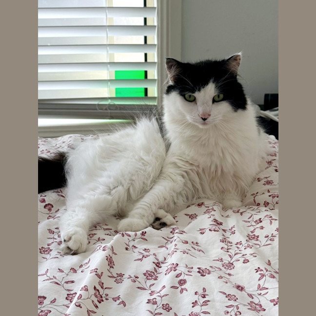 Photo of Lyra