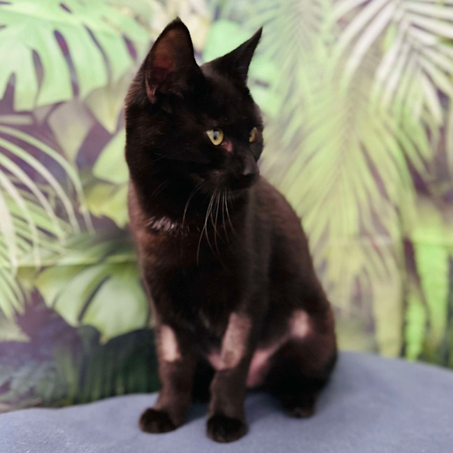 Photo of Desdemona Salem   Located In Preston