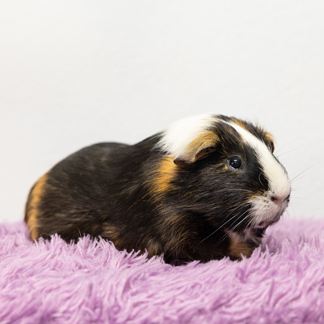 Photo of Pringles
