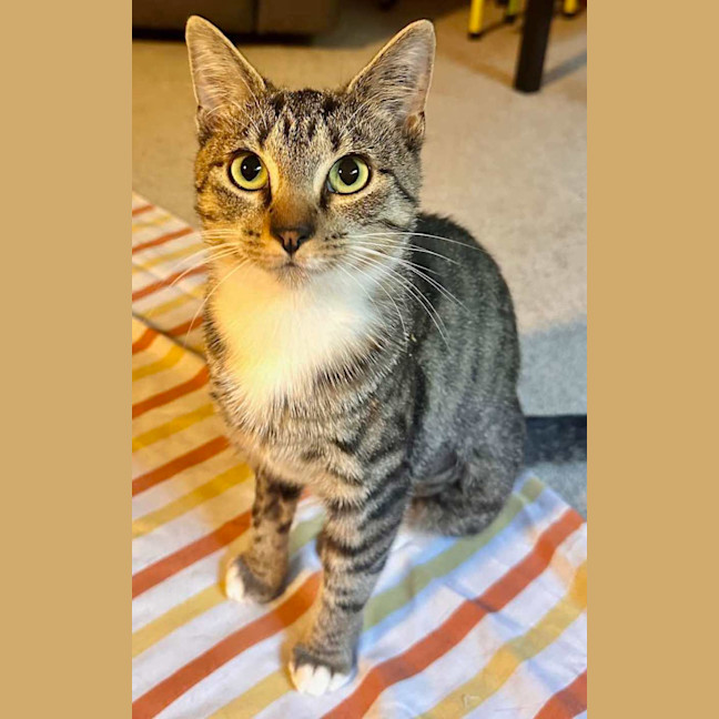 Photo of Fish   Located In Brunswick West