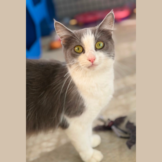 Photo of Suki