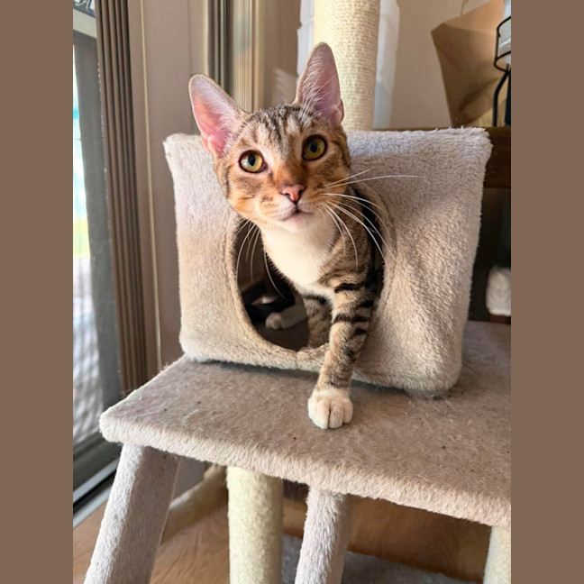 Photo of Moose