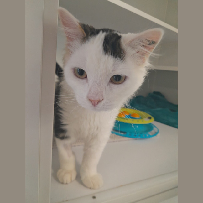Photo of Gatsby