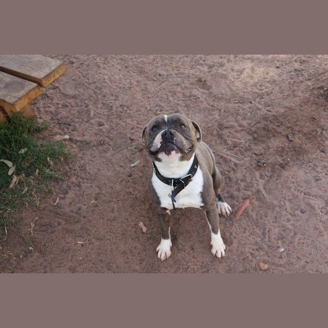 Photo of Boss