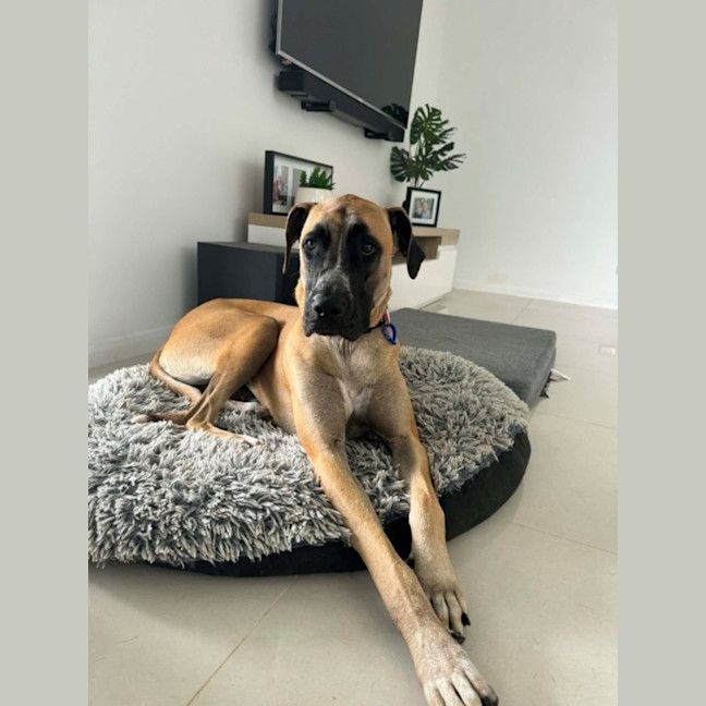 Photo of Whippy   1 Year Old Ridgeback X Great Dane