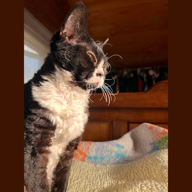 Photo of Kitty Cat