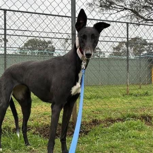 Photo of Veselka The Greyhound