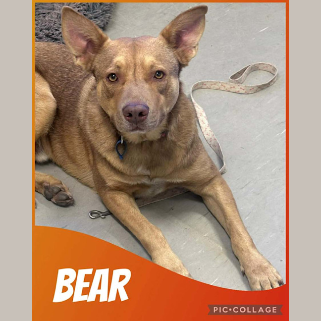 Photo of Bear