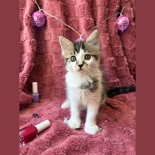 Photo of Trixie And Catya