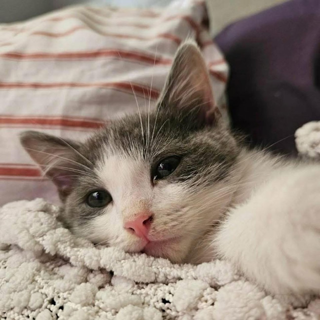 Photo of 13507   Axel Rose