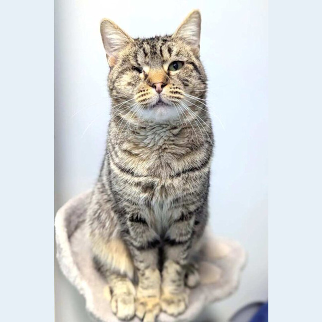 Photo of Cookie