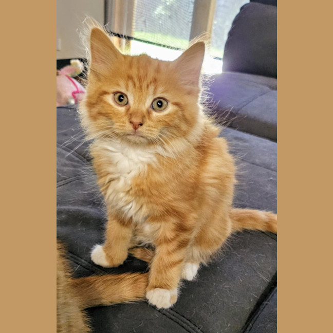 Photo of Jimmy Meet Me @Petstock Carrum Downs Store