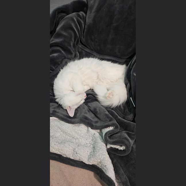 Photo of Cosima *9 Lives Project Rescue*