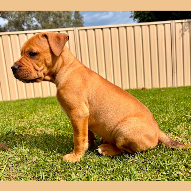 Photo of Murphy