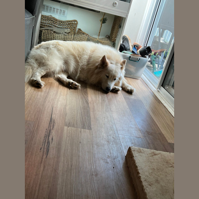 Photo of Mango Cream