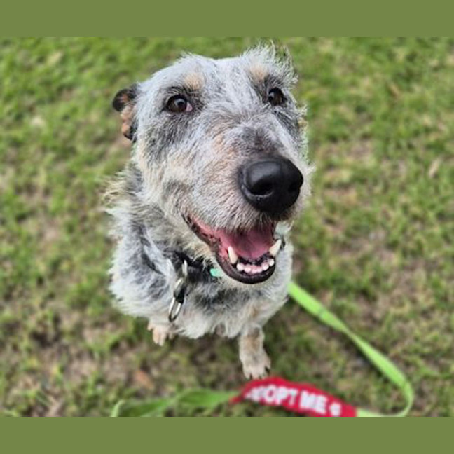 Photo of Scruffy