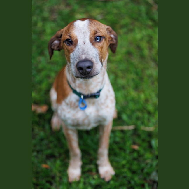 Photo of Rocco