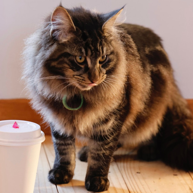 Photo of Scout