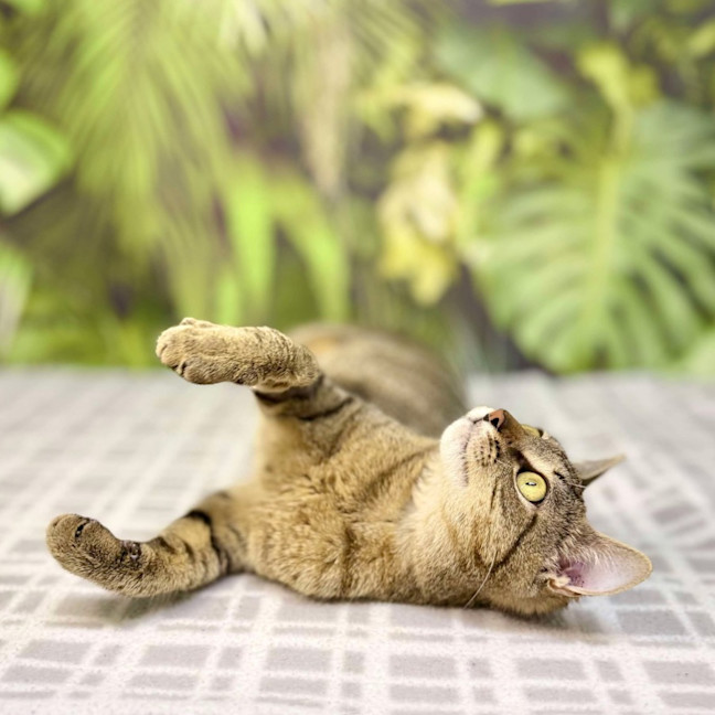 Photo of Mimosa   Located In Preston