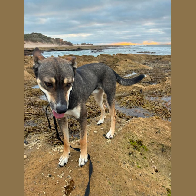 Photo of Max