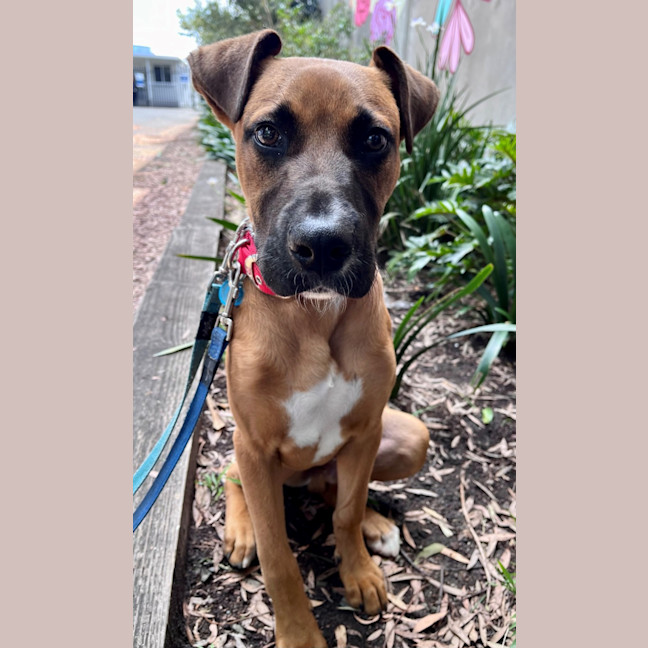 Photo of Scooter