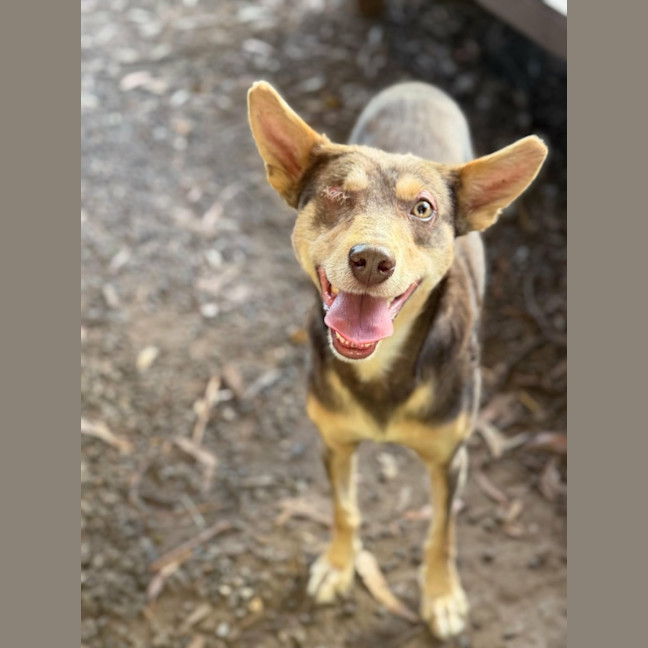 Photo of Romeo