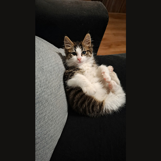 Photo of Frankie 