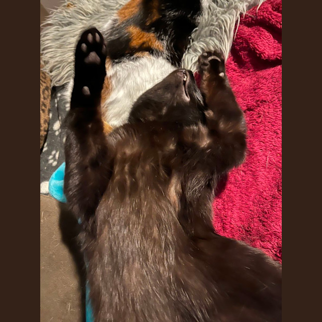 Photo of Zac *9 Lives Project Rescue*