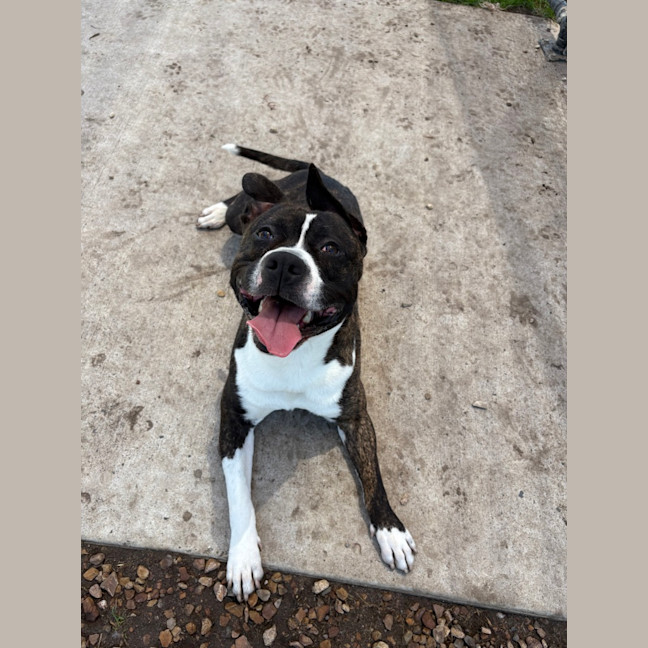 Photo of Ace Ventura 