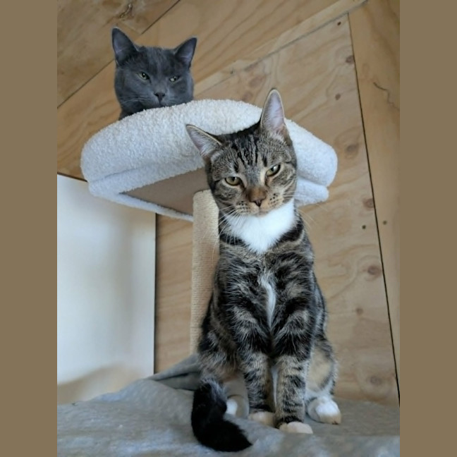 Photo of Hugo *9 Lives Project Rescue*