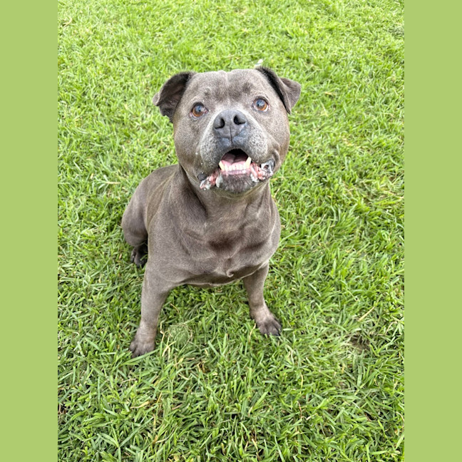 Photo of Sarge