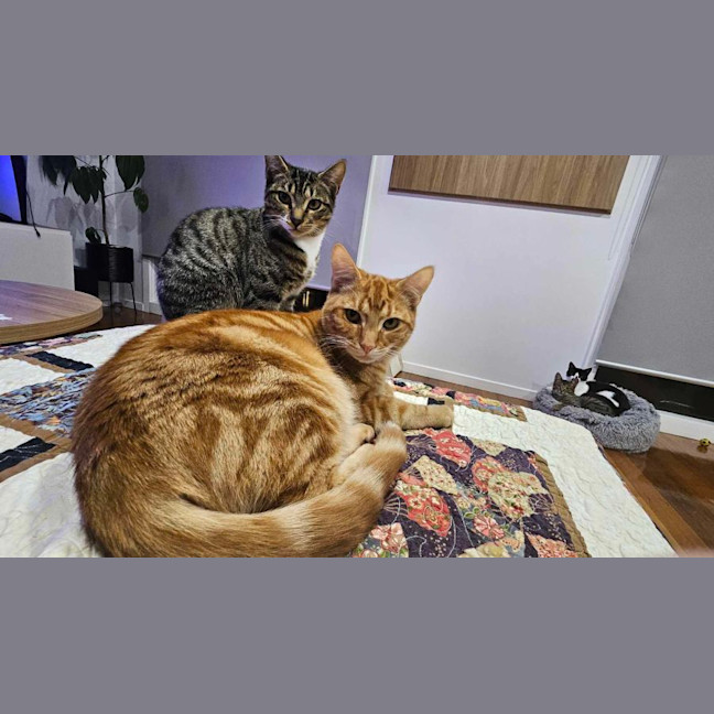 Photo of Pablo   Located In Melton South