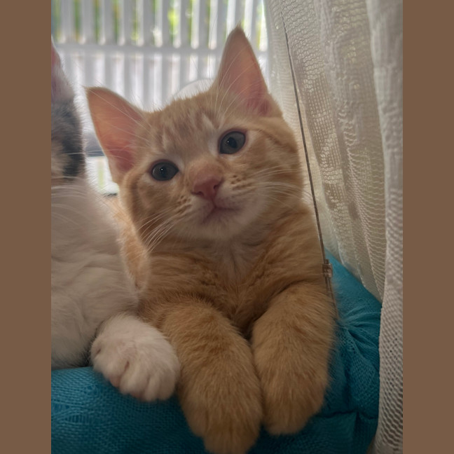 Photo of Theo