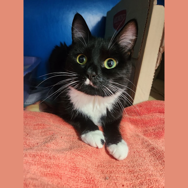 Photo of Cali